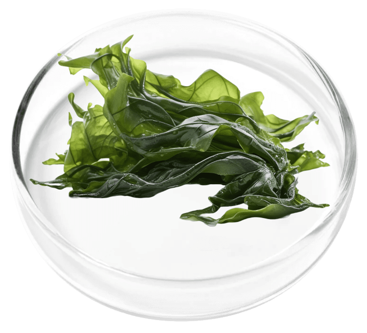 Aquamin® Algae
