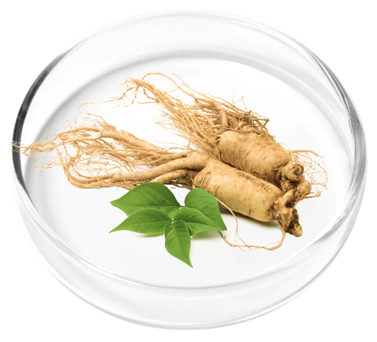 Ginseng Root Powder