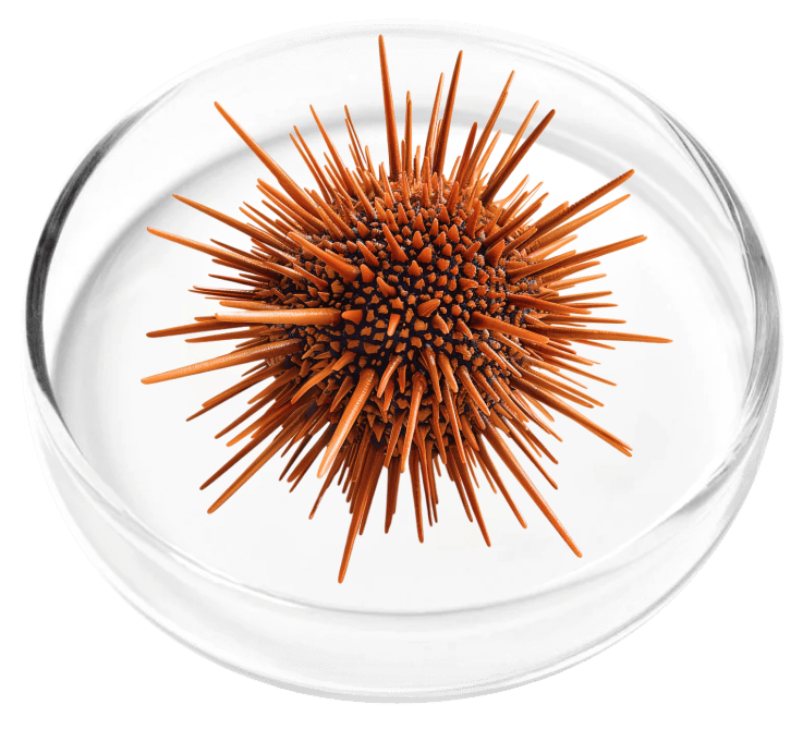 Marine Collagen