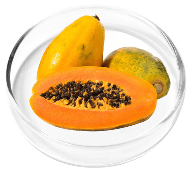 Papaya Powder